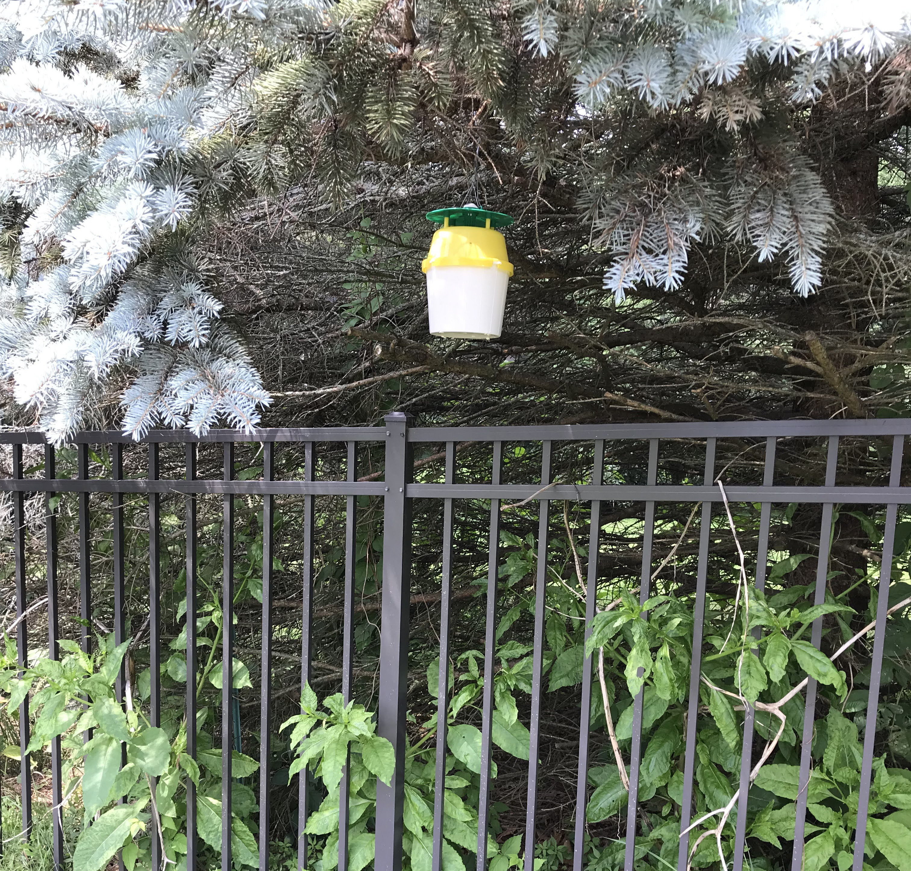 A yellow bucket trap hanging from a tree above boxwood plants.